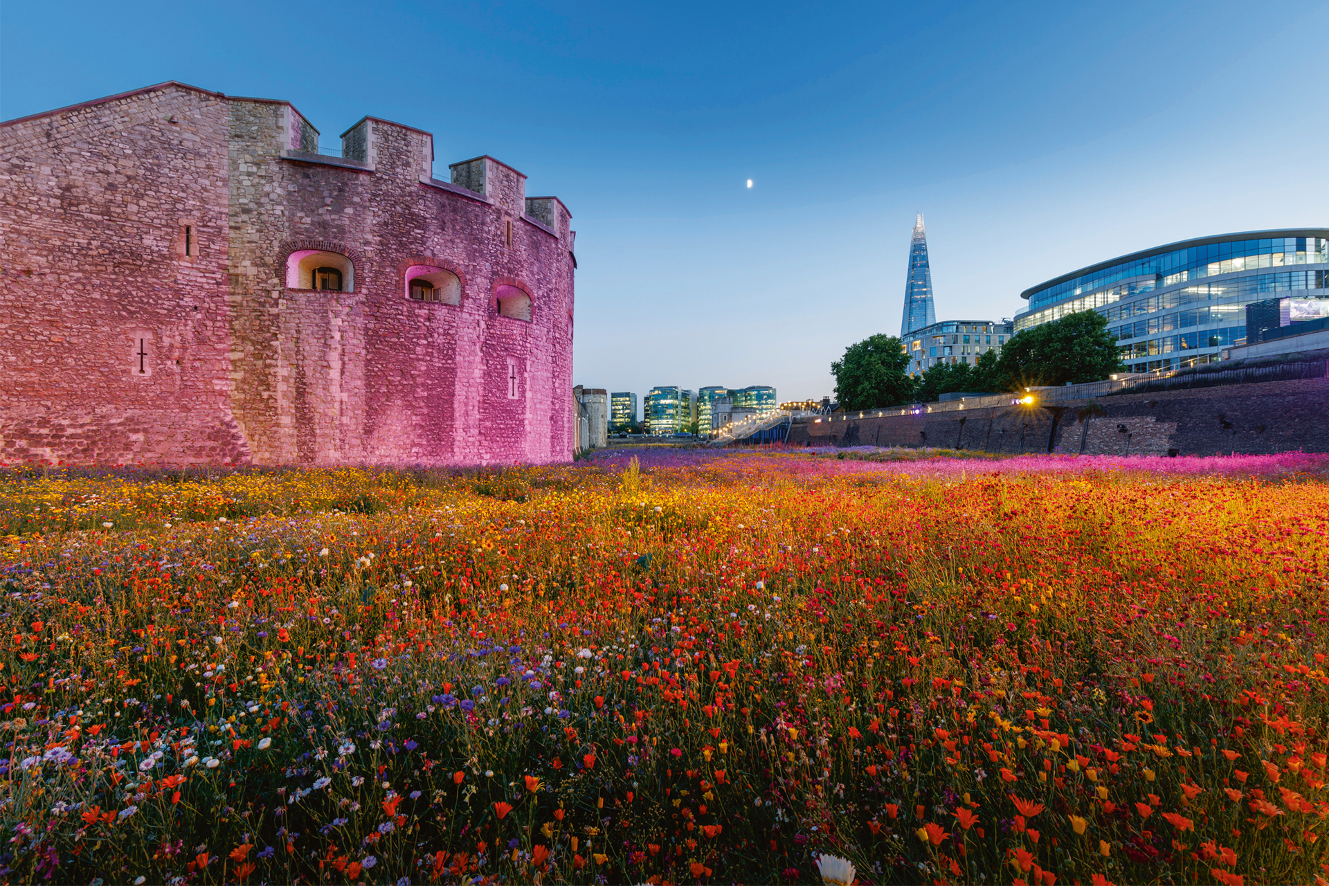 Superbloom, London, UK – arc